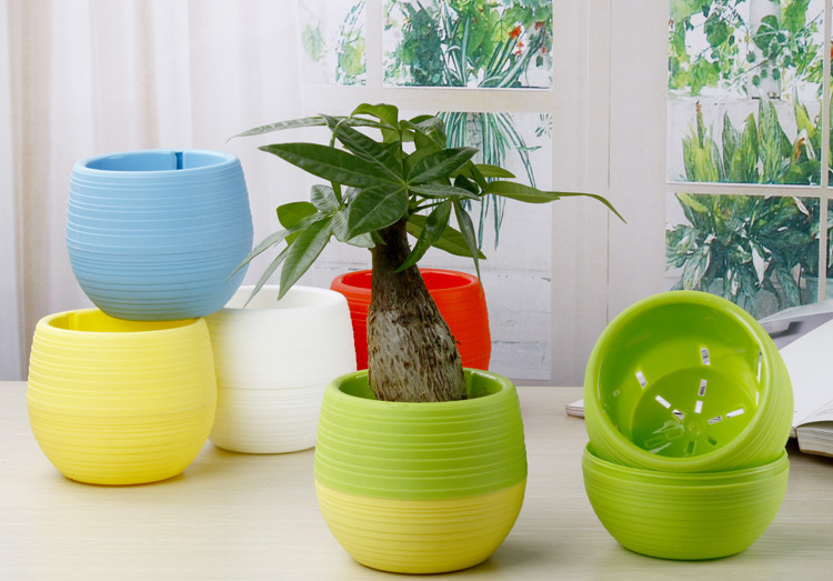  Mini  Pot  Bunga  Hias Kaktus  Tanaman 5 PCS Multi Color 